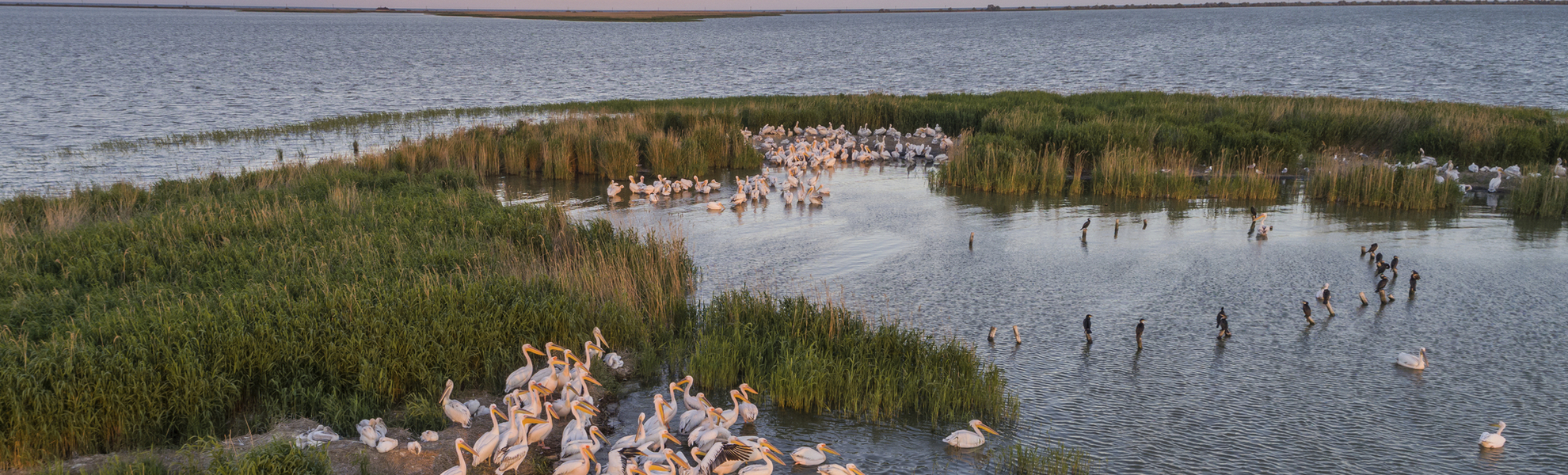 Pelikane im Donaudelta - © Getty Images/iStockphoto