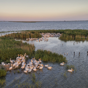 Pelikane im Donaudelta