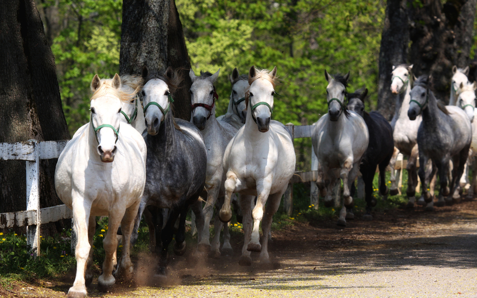 Lipizzaner auf dem Gestüt Lipica in Slowenien - ©markop - stock.adobe.com
