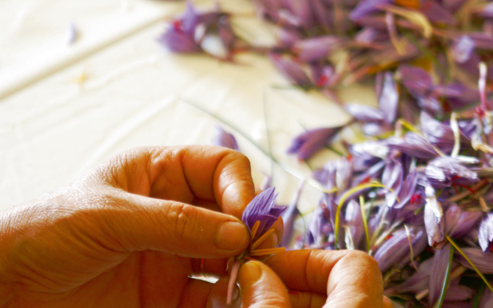 Safran - © fotografiche.eu - Fotolia