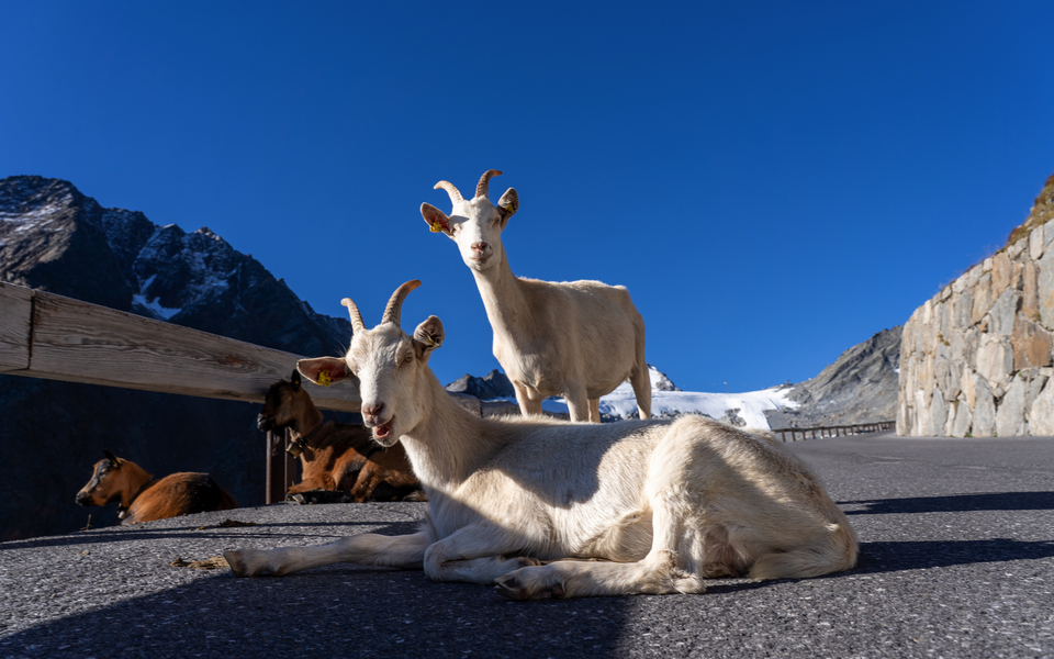 Timmelsjoch Hochalpenstraße in den Ötztaler Alpen - © Volker Loche - stock.adobe.com