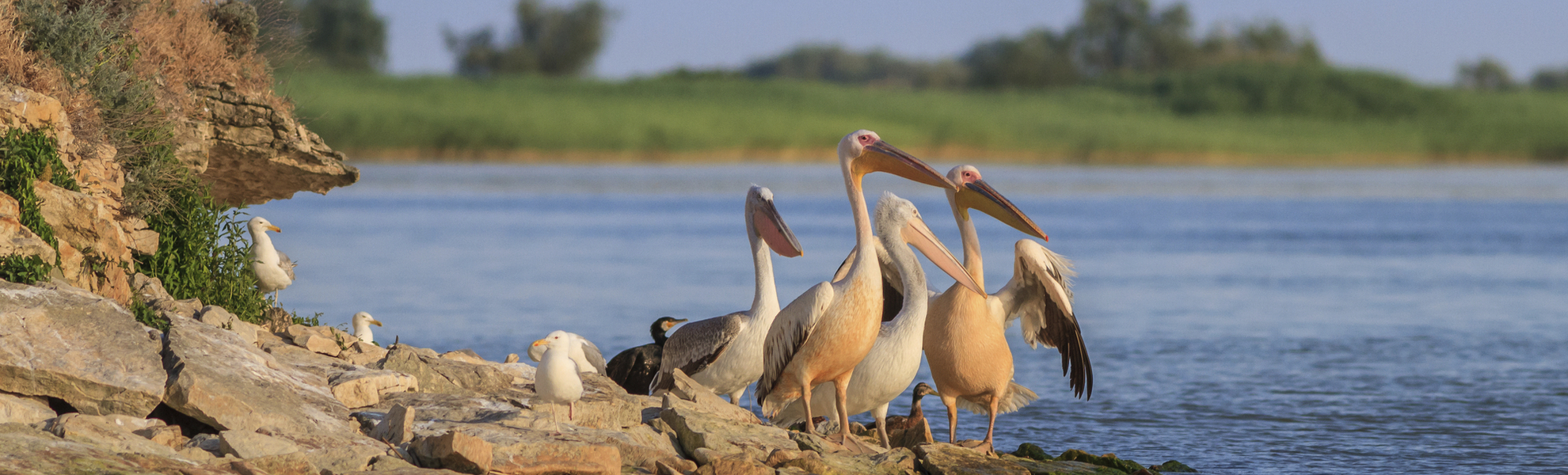 Pelikane im Donaudelta - © shutterstock_290611787
