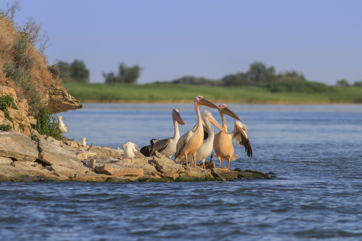 Pelikane im Donaudelta - © shutterstock_290611787