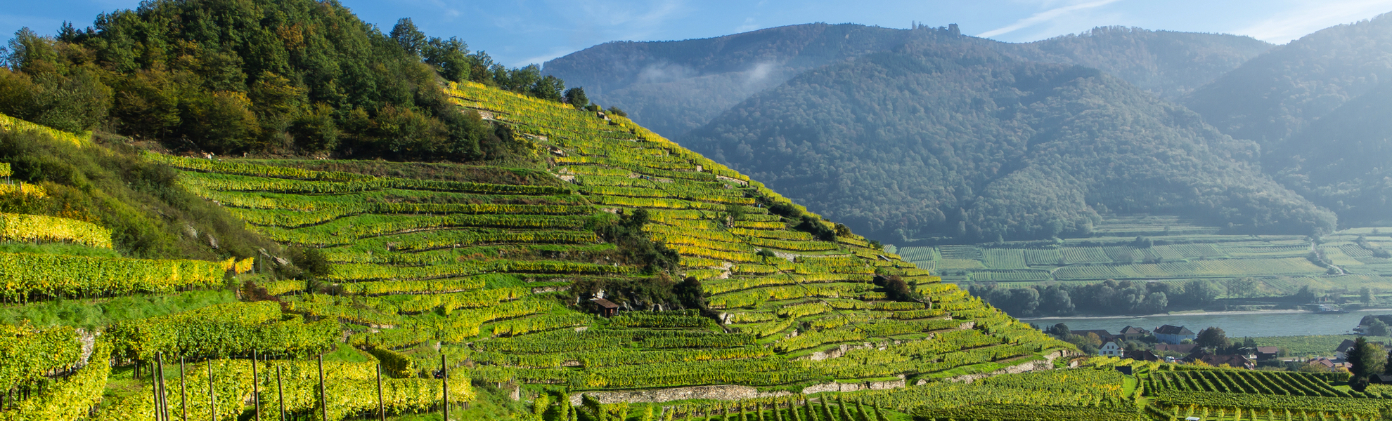 Weinterrassen in Spitz/Wachau, - © stefan sio - stock.adobe.com