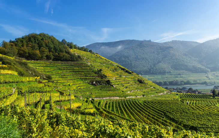 Weinterrassen in Spitz/Wachau, - © stefan sio - stock.adobe.com