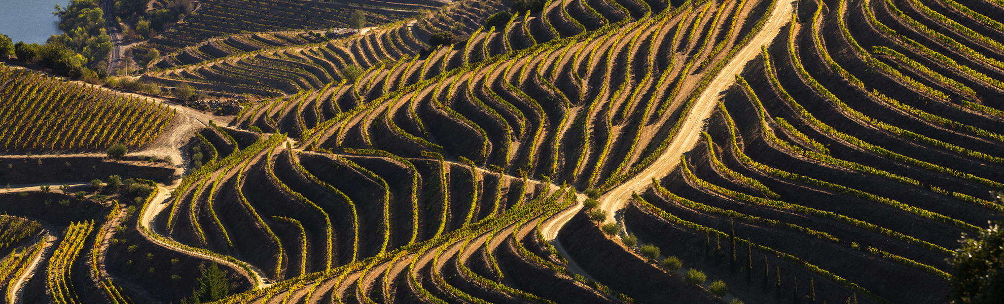 Kulturerbe der UNESCO: die wunderschönen endlosen Reihen der Weinberge des Douro-Tals - © bruno ismael alves - stock.adobe.com