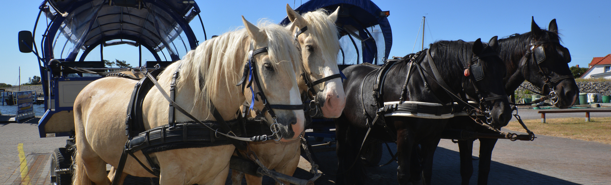 Pferdekutschen im Hafen von Vitte auf der Insel Hiddensee - ©textag - stock.adobe.com