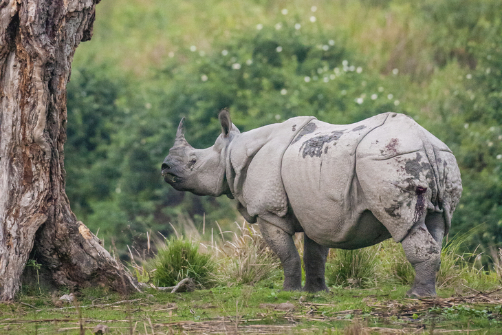 Panzernashorn im Kaziranga Nationalpark - © Marinovich Wildlife Photography