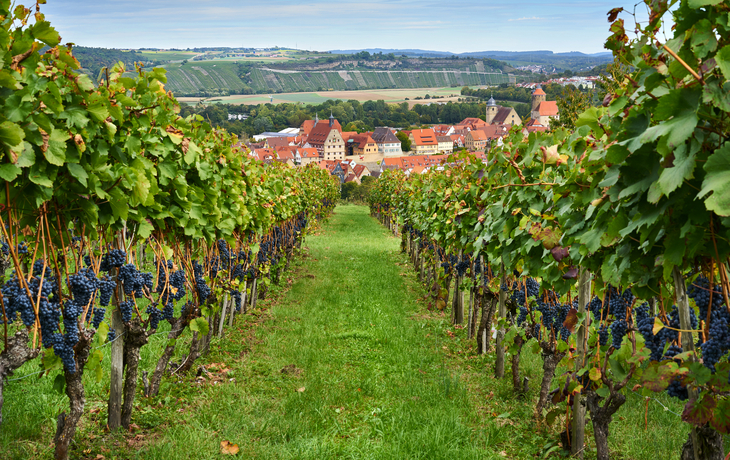 Blick durch Weinberge auf Besigheim - © Johanna Hurter - stock.adobe.com