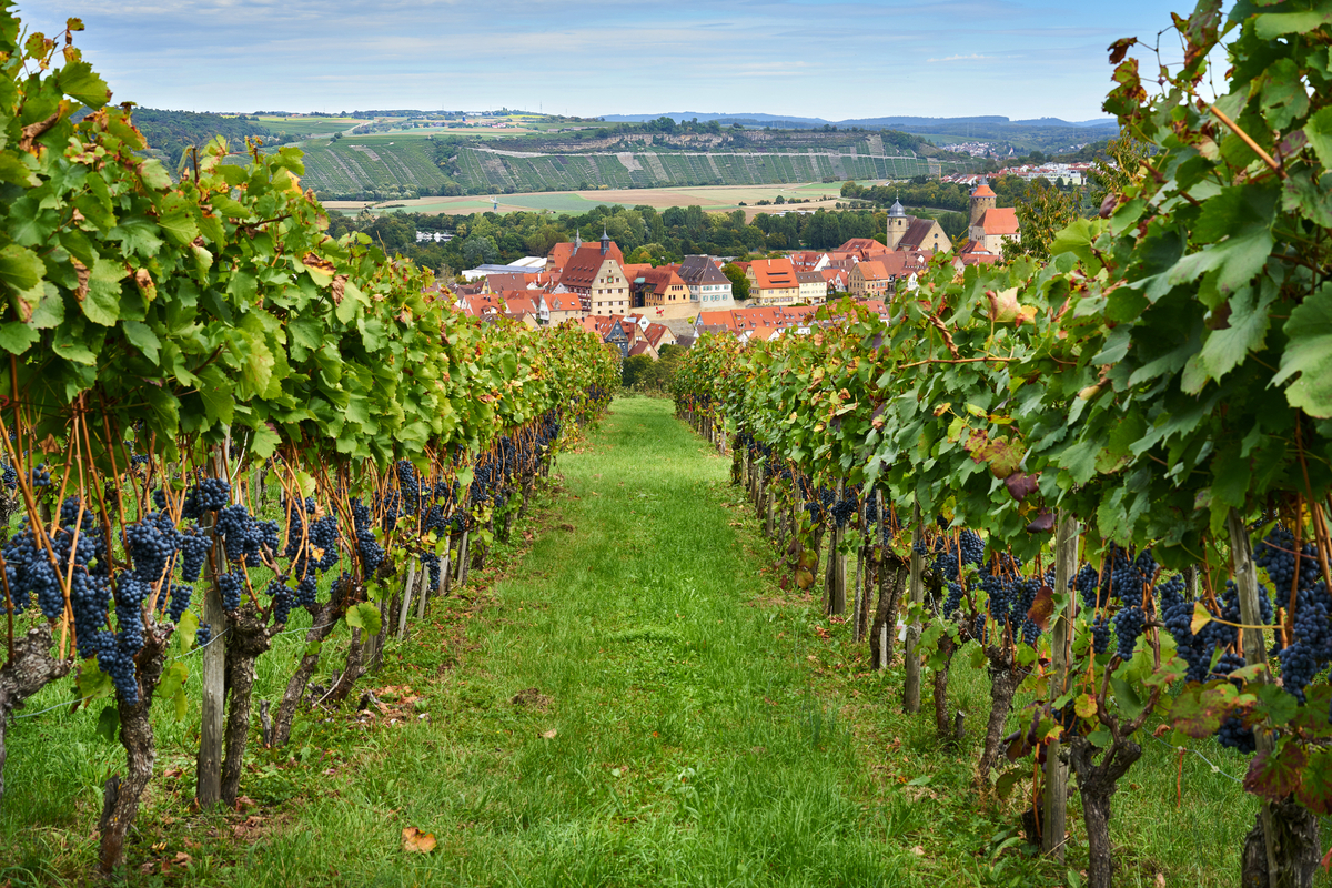 Blick durch Weinberge auf Besigheim - © Johanna Hurter - stock.adobe.com