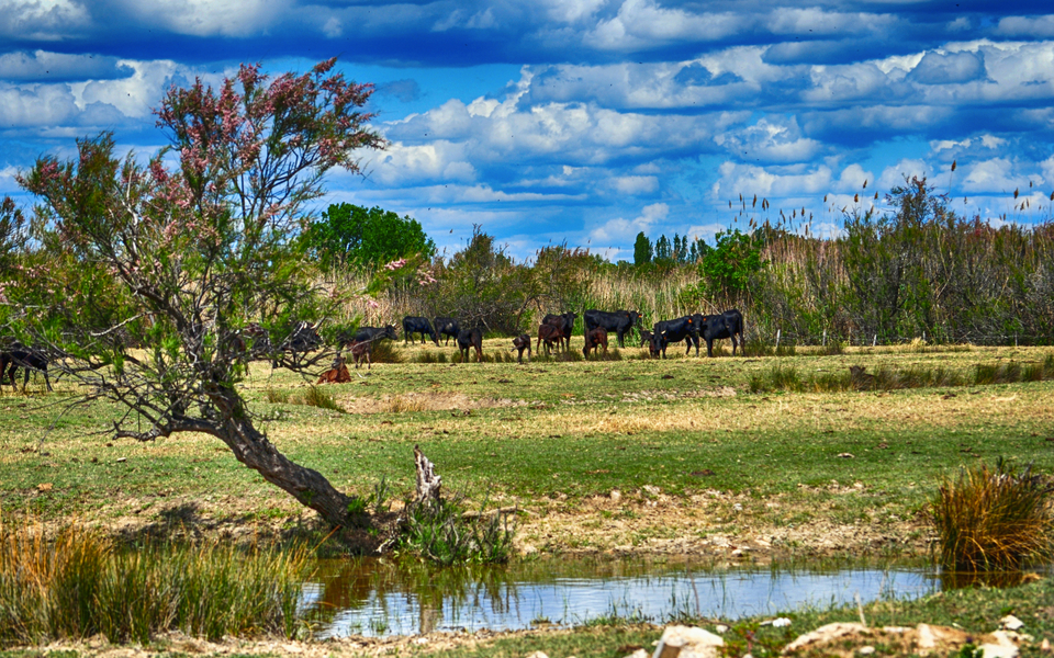 Stiere in der Camargue - ©Laendenal - stock.adobe.com