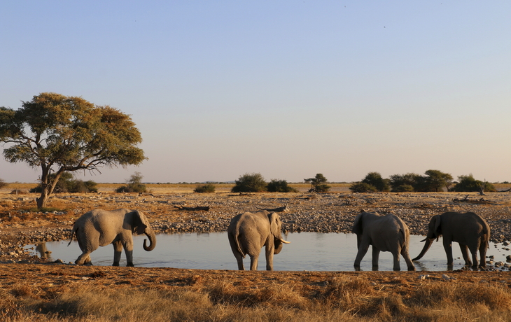 Mönch in Phnom Penh - © shutterstock_62331718