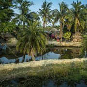 Sundarban