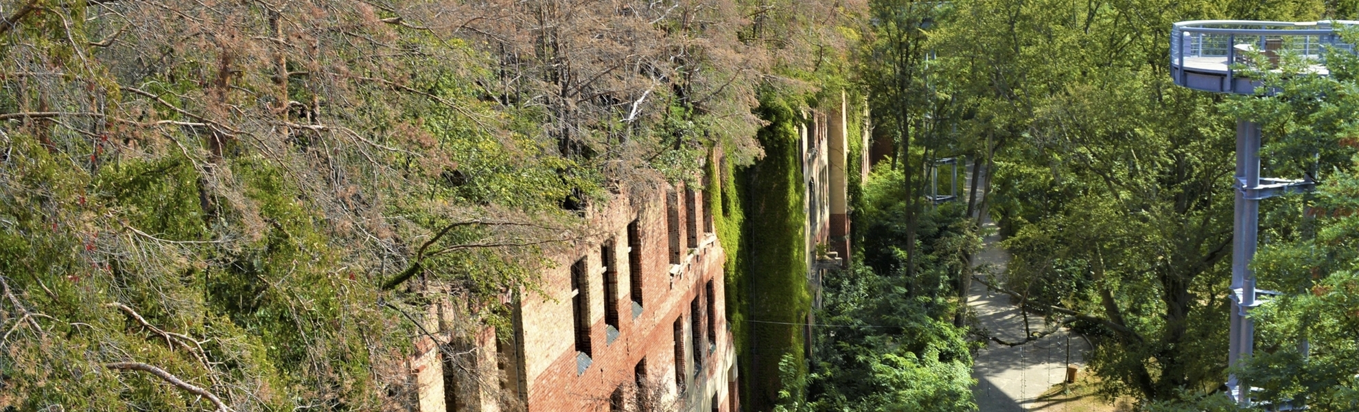 Baumwipfelpfad Heilstätten Beelitz