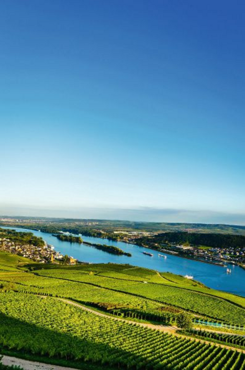 Weinbau am Rhein - © CPN - Fotolia
