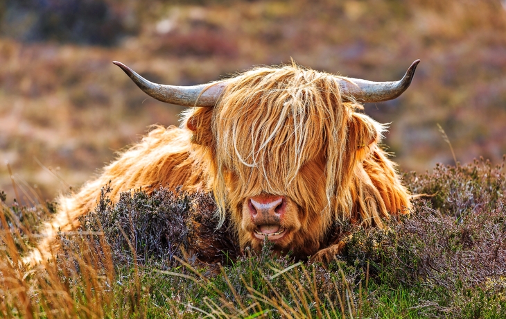 Hochlandrind - © rpeters86 - stock.adobe.com