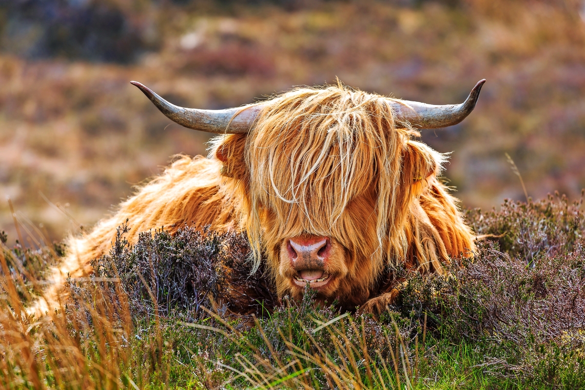 Hochlandrind - © rpeters86 - stock.adobe.com